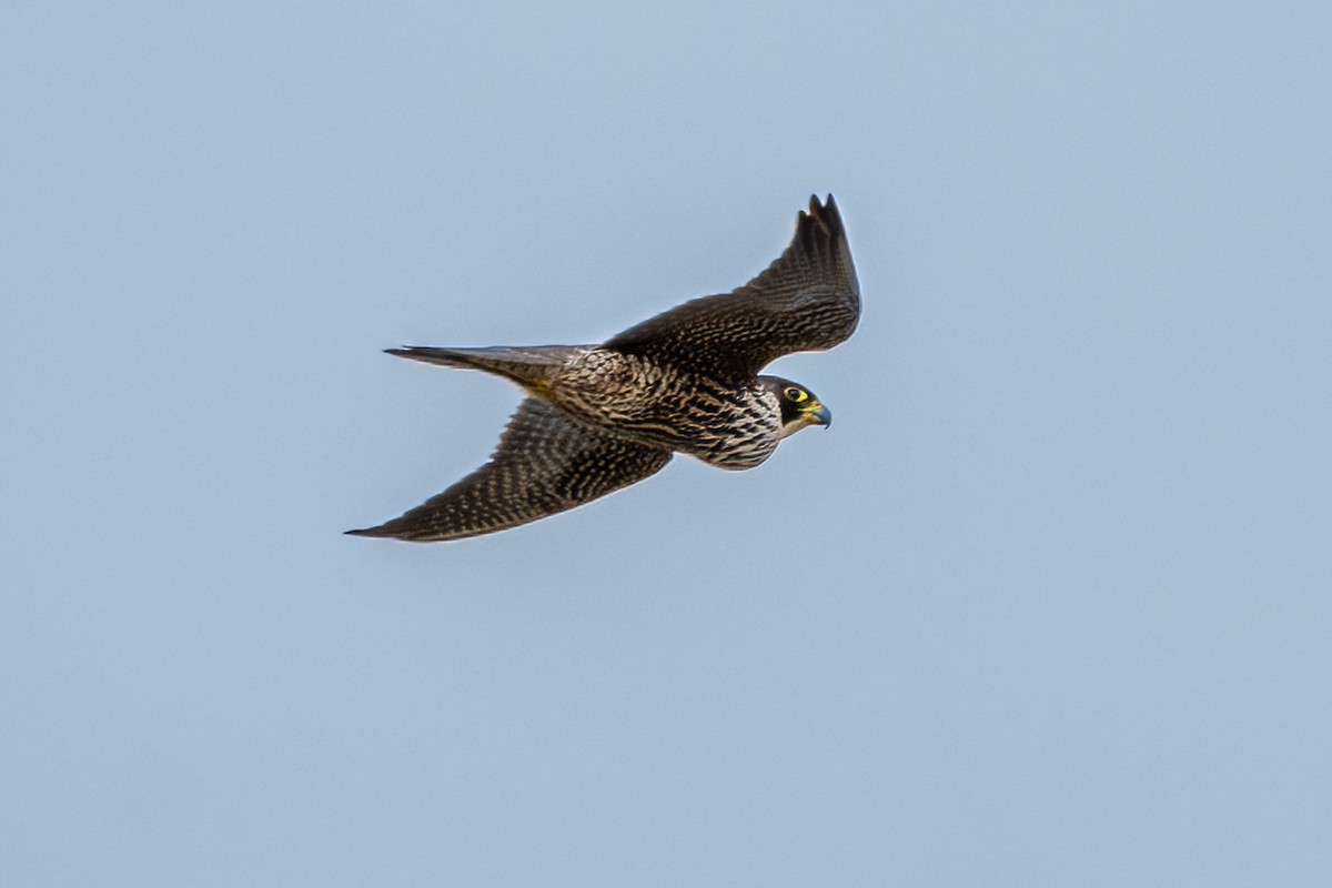 Peregrine Falcon - Jonathan Tickner