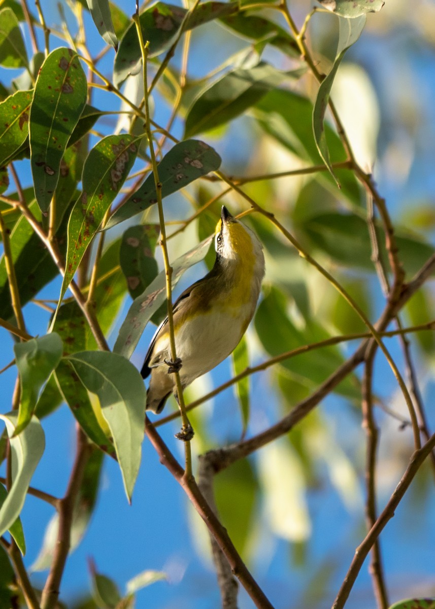 Striated Pardalote - ML620479892