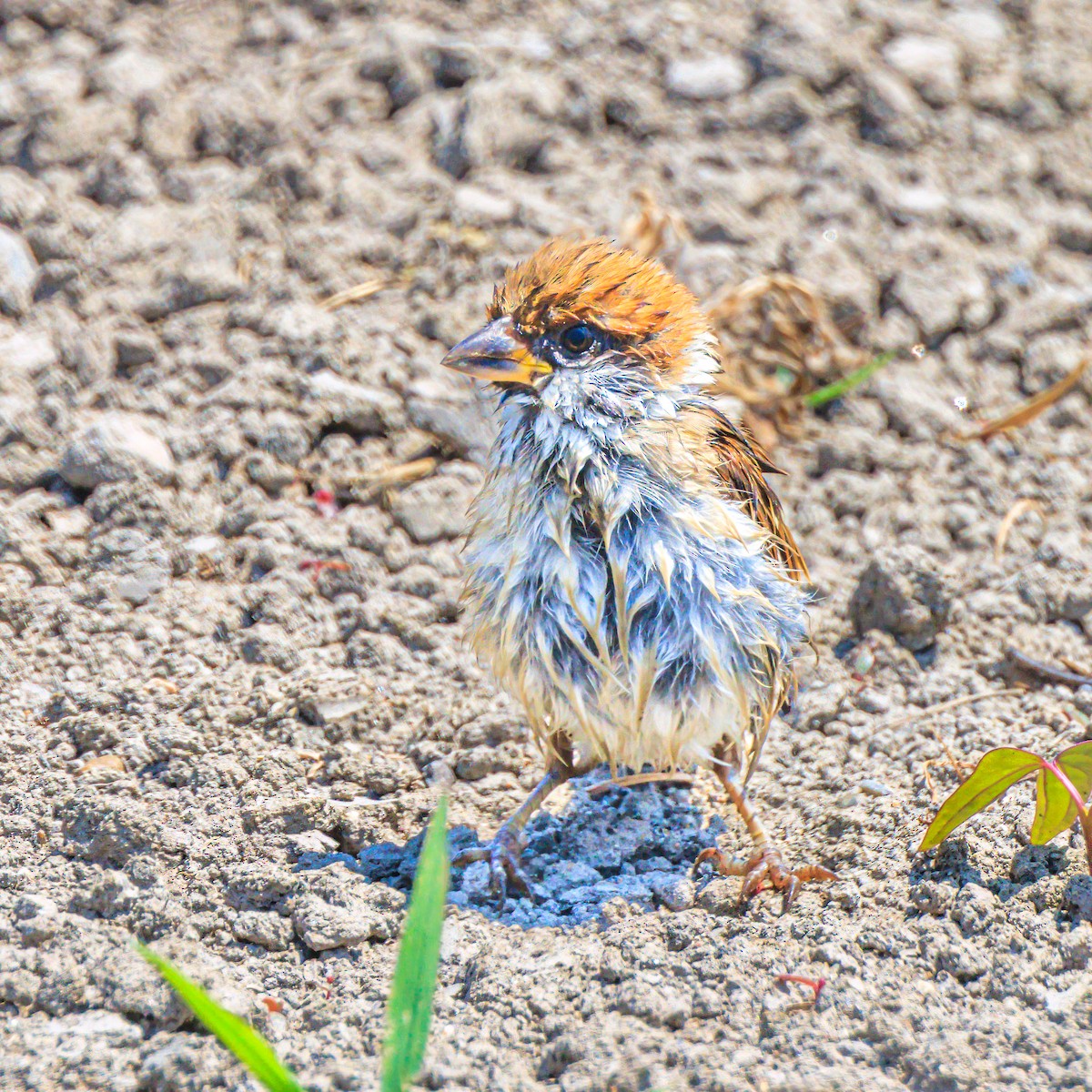 Eurasian Tree Sparrow - ML620479896