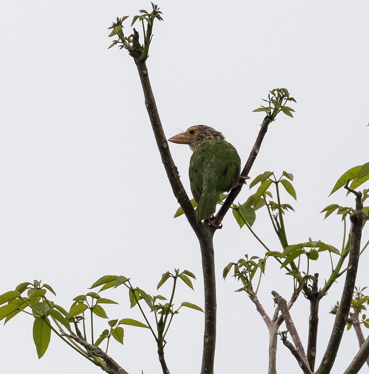 Lineated Barbet - ML620479897