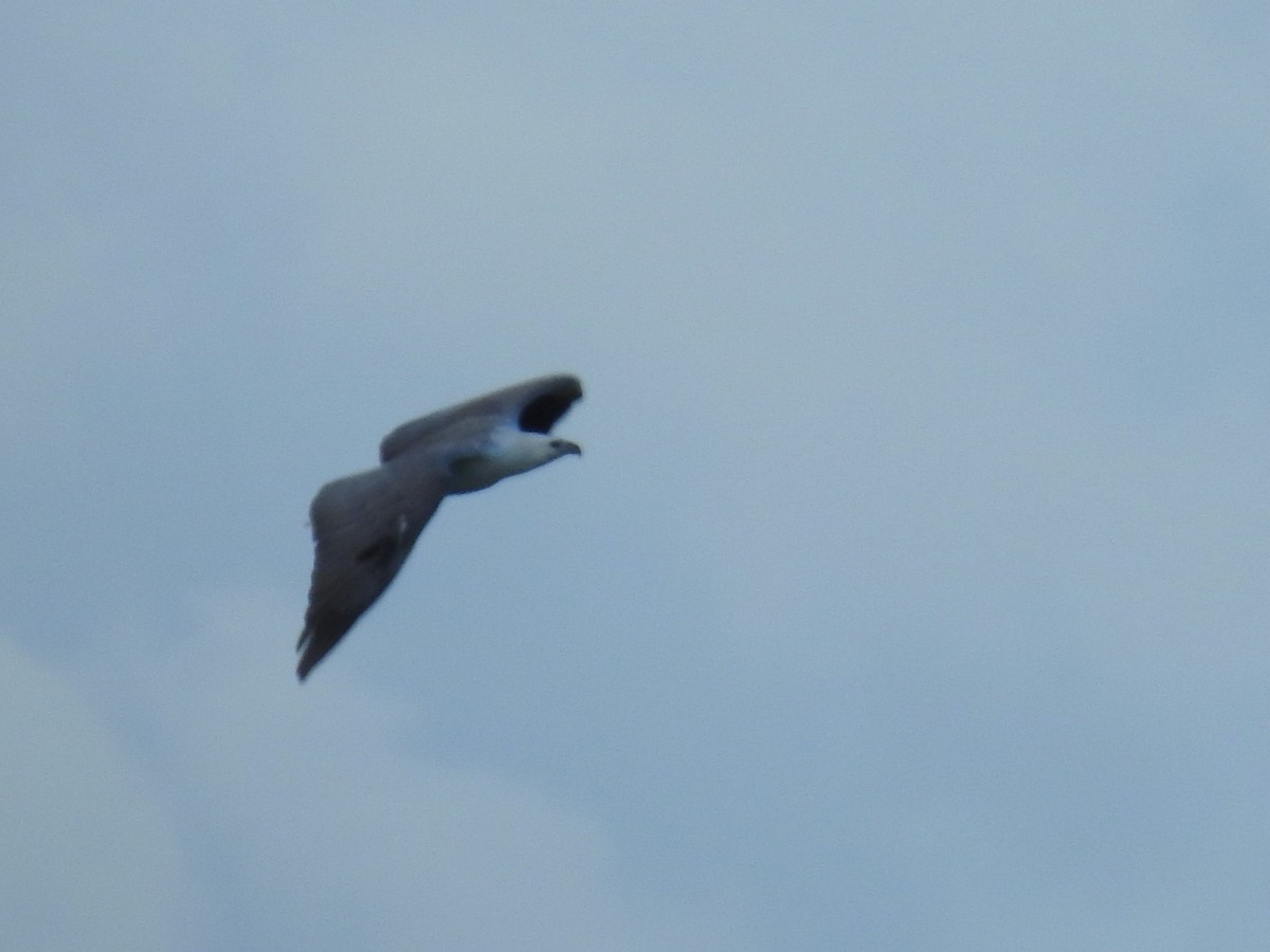 White-bellied Sea-Eagle - ML620479898