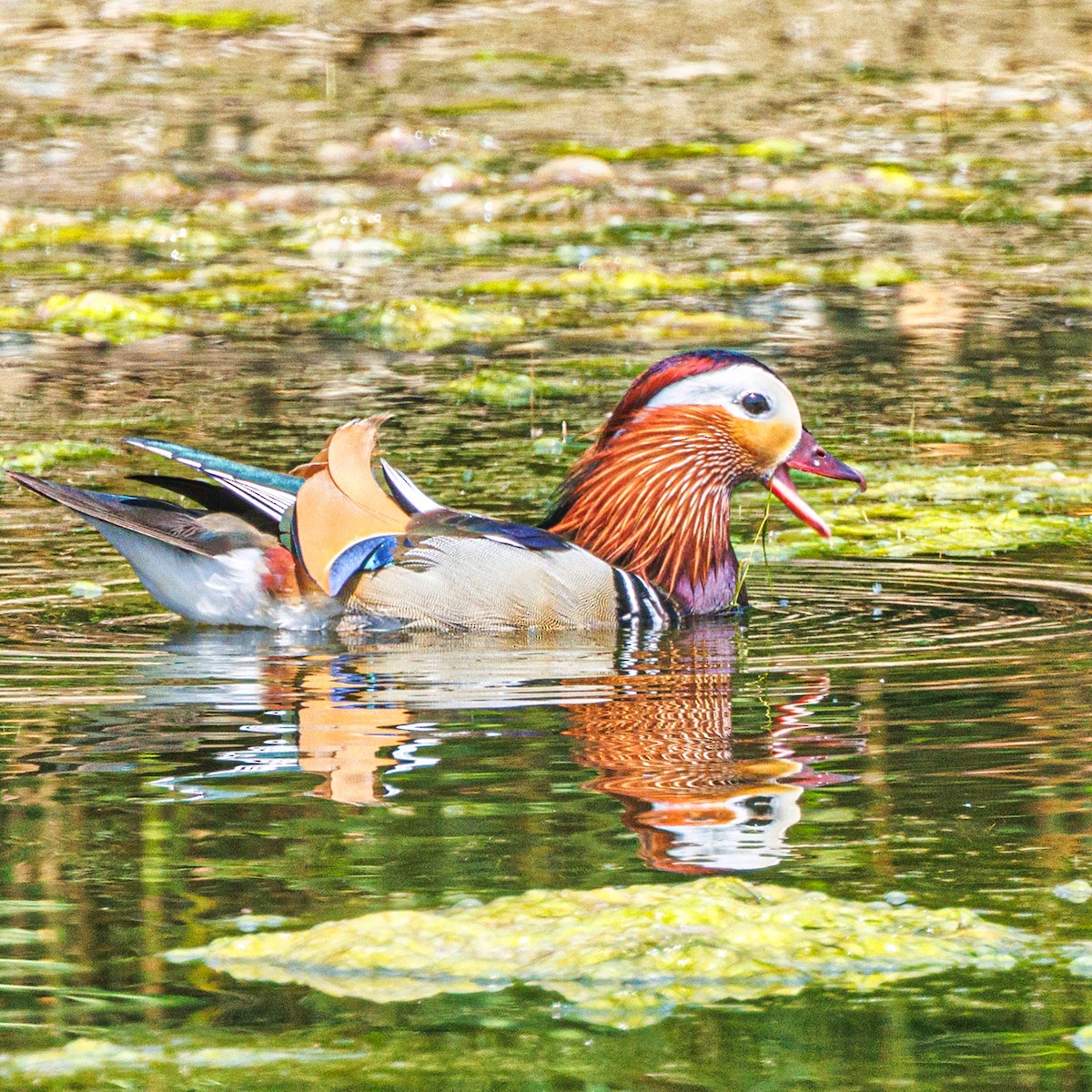 Mandarin Duck - ML620479904