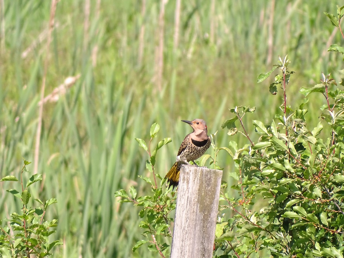 Northern Flicker - ML620479905