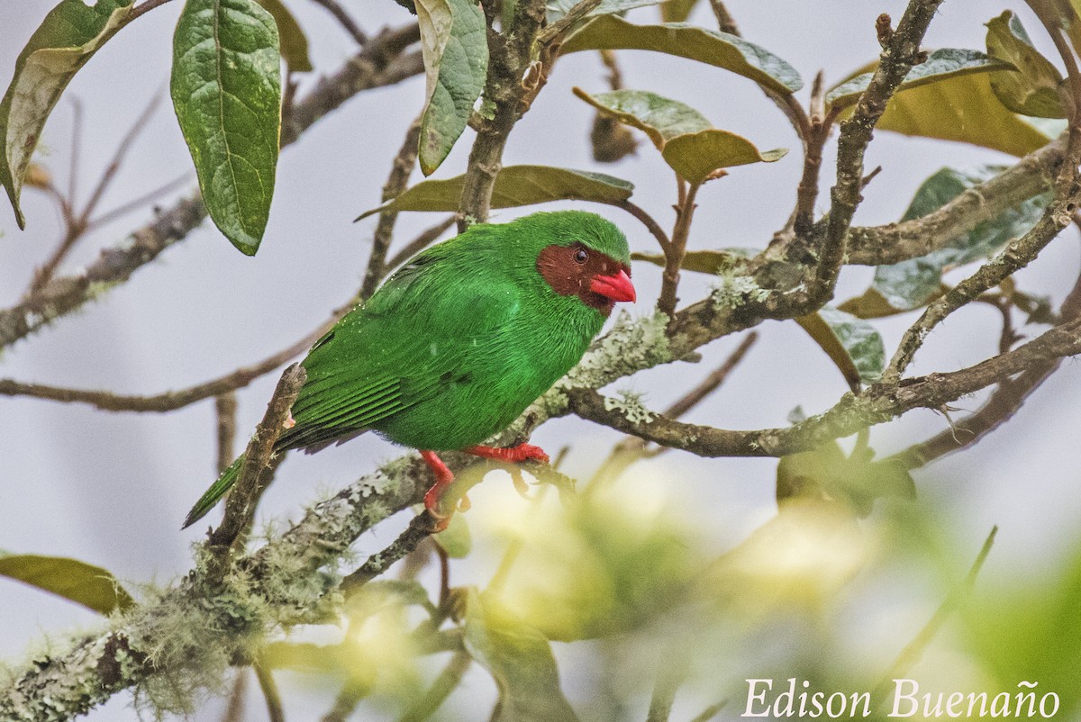 Grass-green Tanager - ML620479909