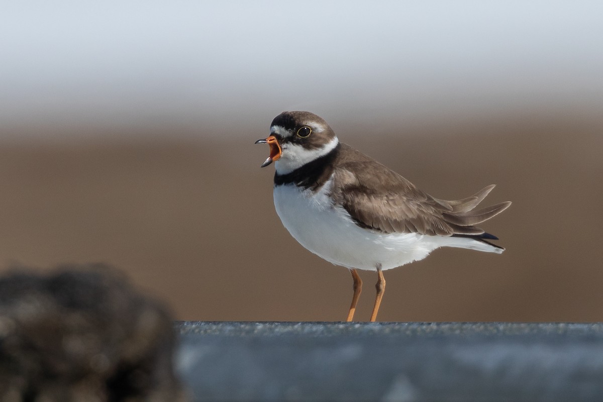 Semipalmated Plover - ML620479910