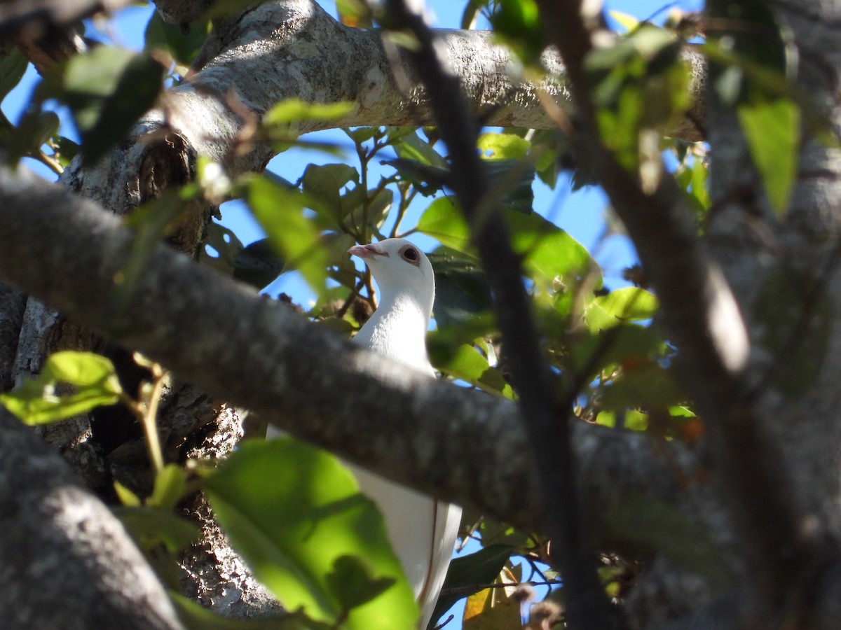 Rock Pigeon (Feral Pigeon) - ML620479915