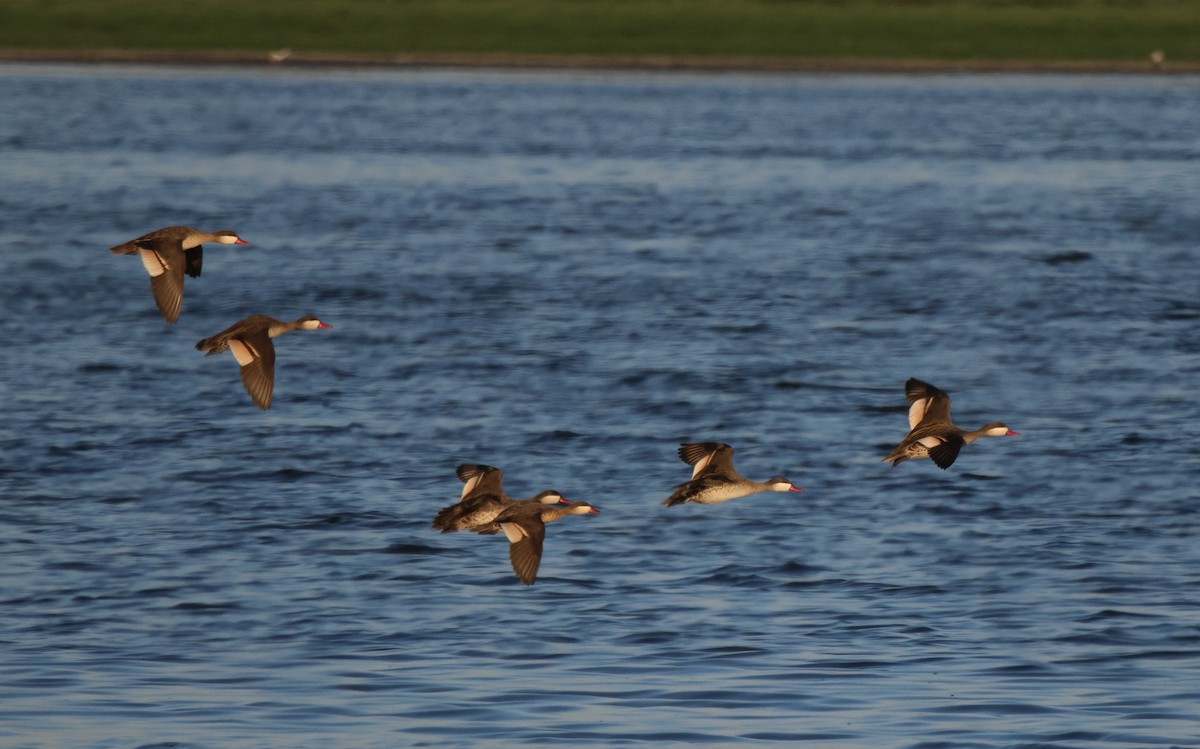 Canard à bec rouge - ML620479917