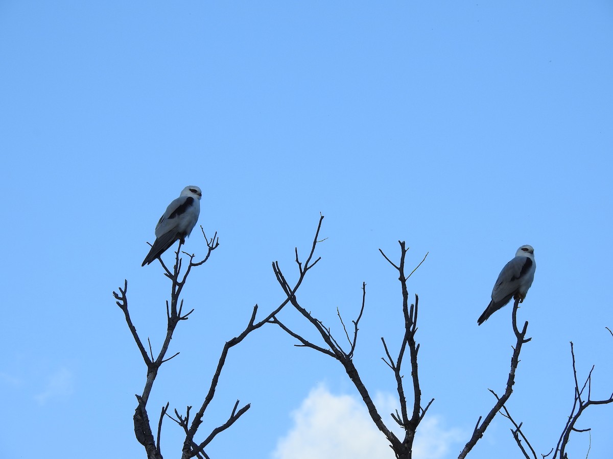 Black-shouldered Kite - sharon dodd