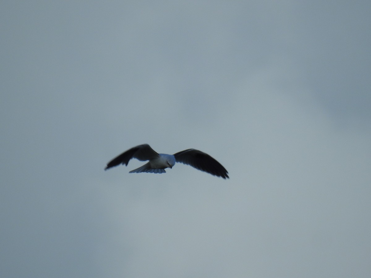 Black-shouldered Kite - ML620479921