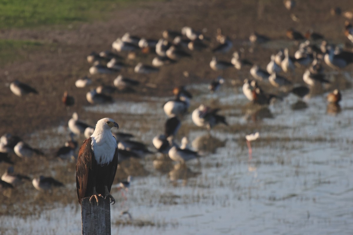 African Fish-Eagle - Frank Willems - Birding Zambia