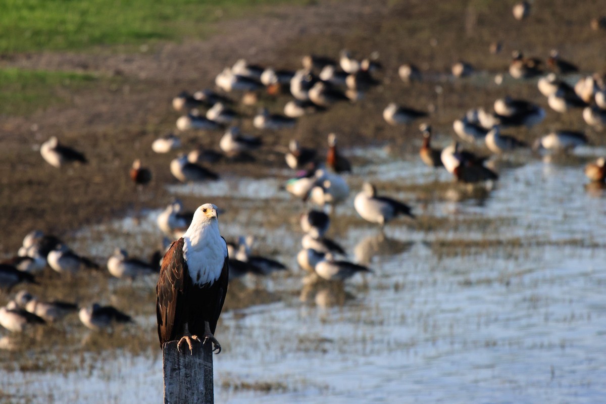 African Fish-Eagle - ML620479925