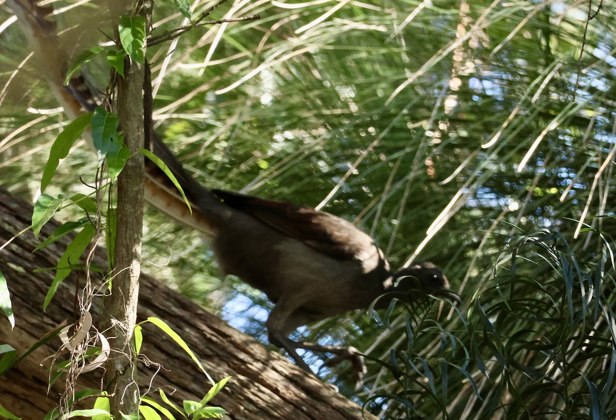 Superb Lyrebird - ML620479931