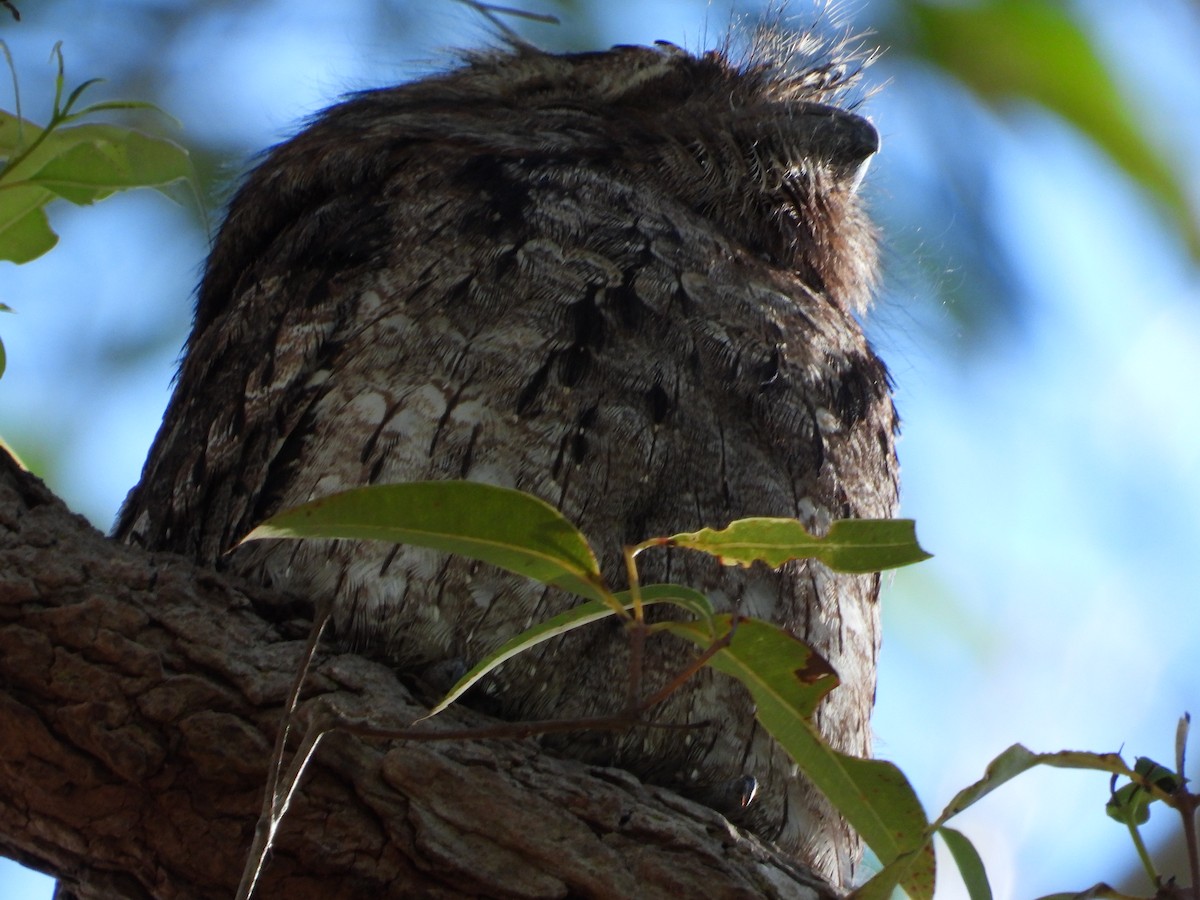 Tawny Frogmouth - ML620479937