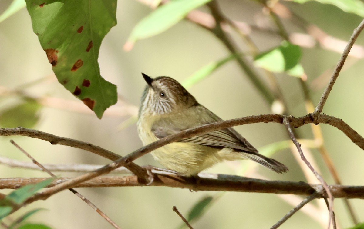 Yellow-faced Honeyeater - ML620479939