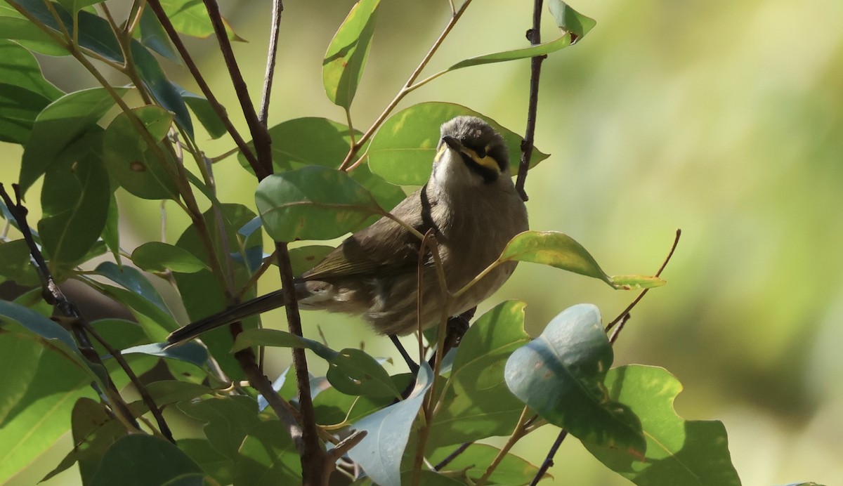 Yellow-faced Honeyeater - Kerr Brad