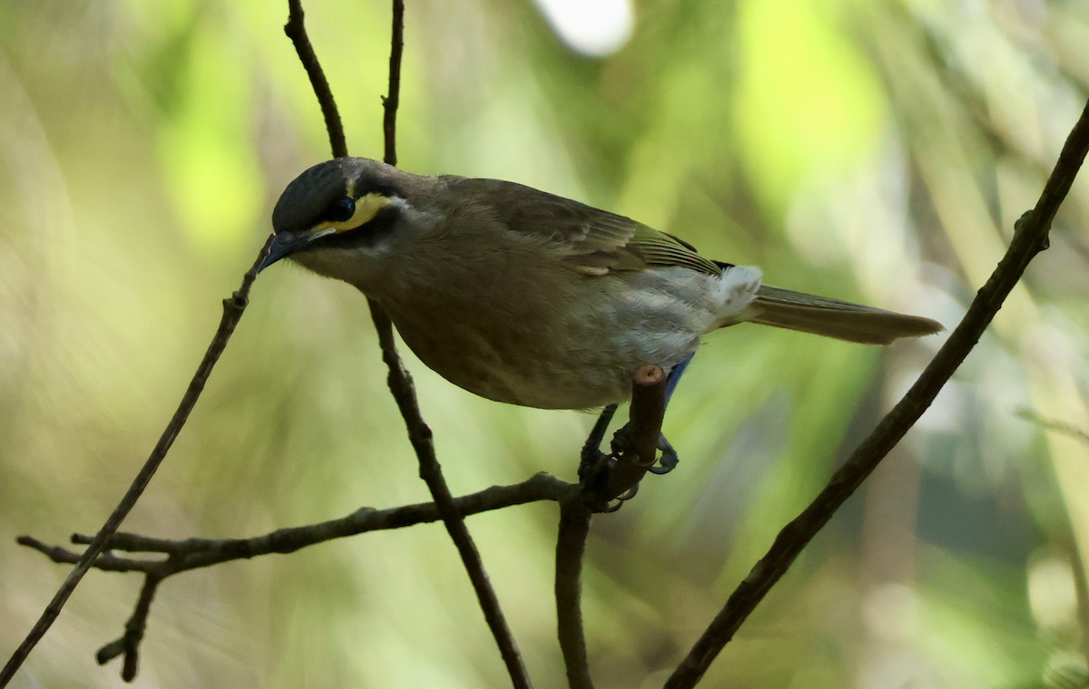 Yellow-faced Honeyeater - Kerr Brad