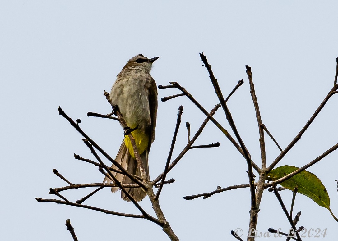 Yellow-vented Bulbul - ML620479943