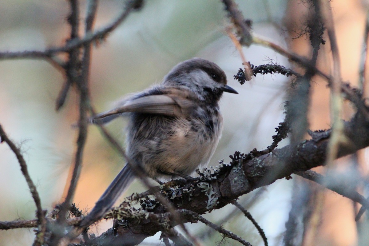 Gray-headed Chickadee - ML620479951