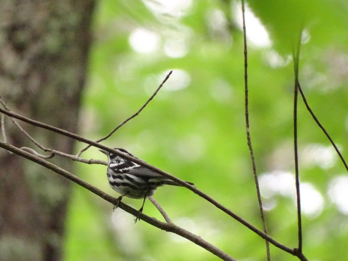 Black-and-white Warbler - ML620479953