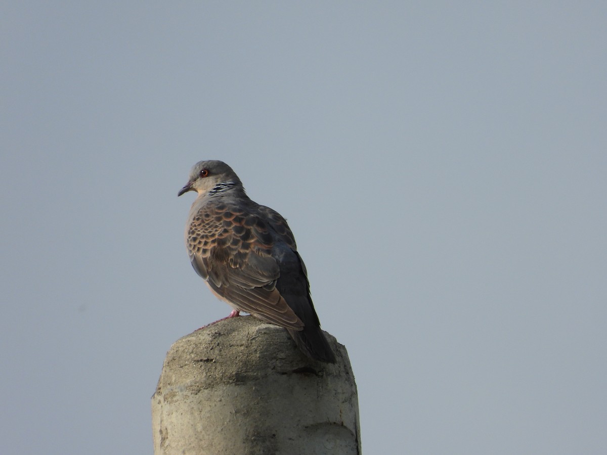 Oriental Turtle-Dove - tiger 鄭