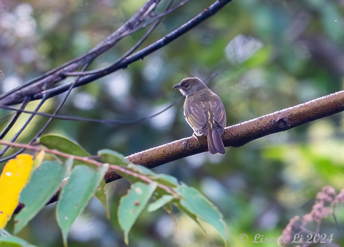 Malaysian Honeyguide - ML620479956