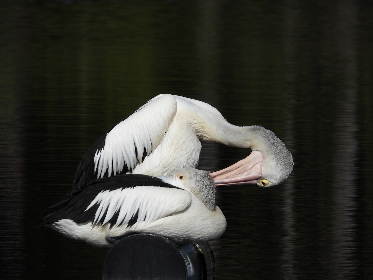 pelikán australský - ML620479958
