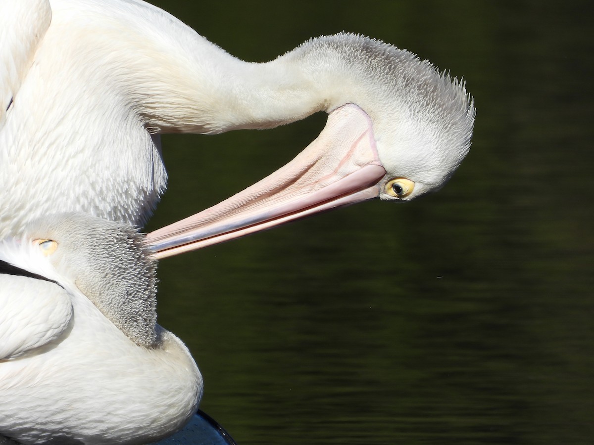 pelikán australský - ML620479959