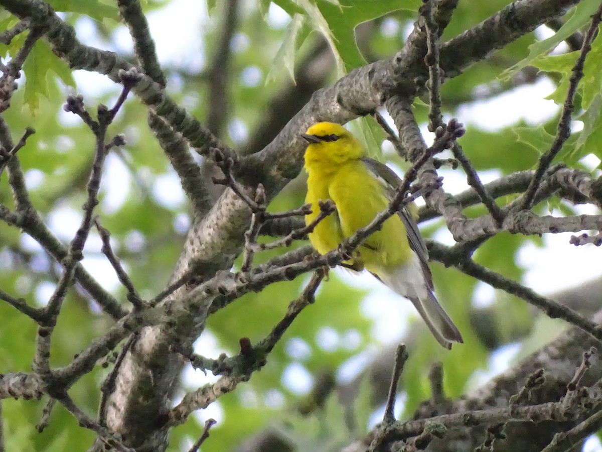 Blue-winged Warbler - ML620479960