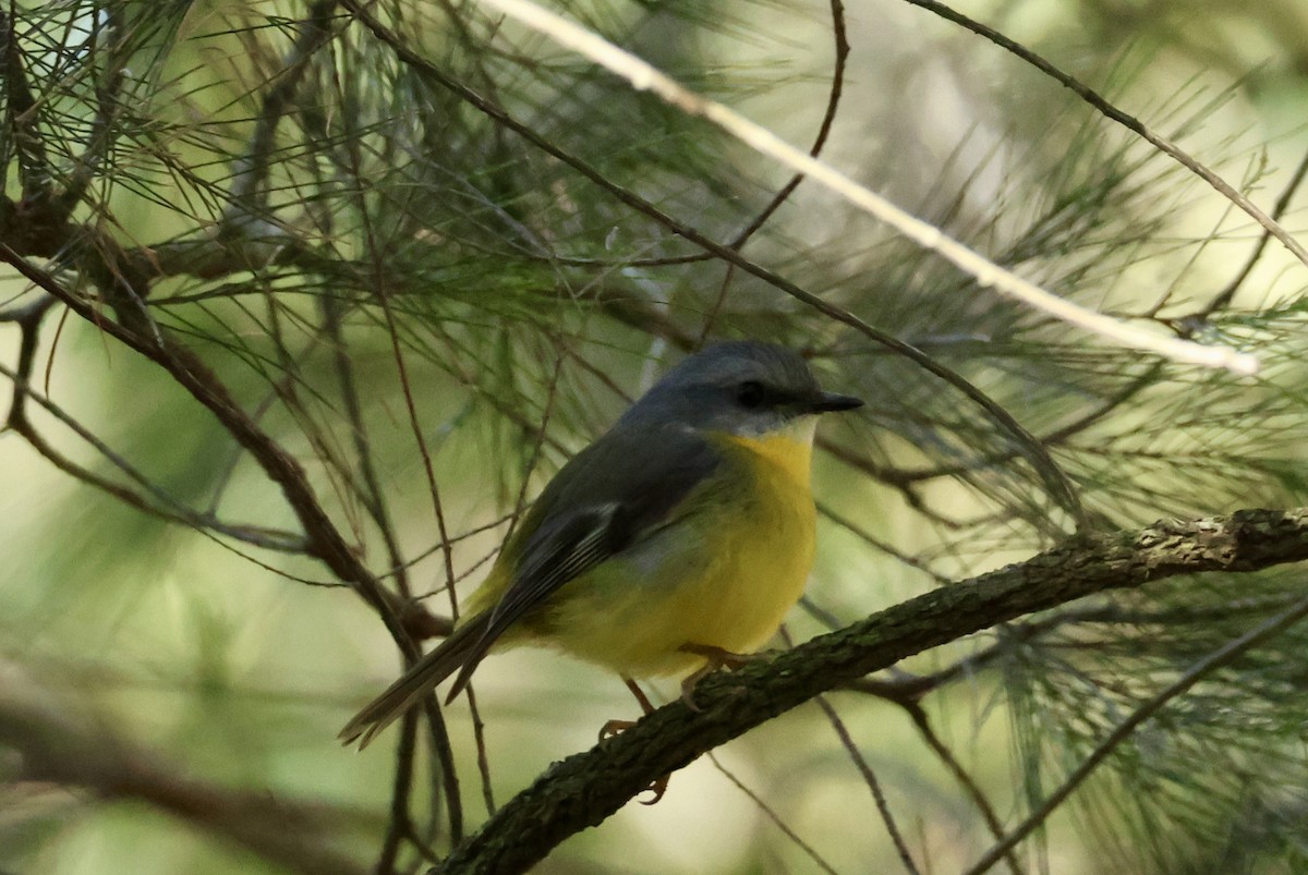 Eastern Yellow Robin - ML620479962