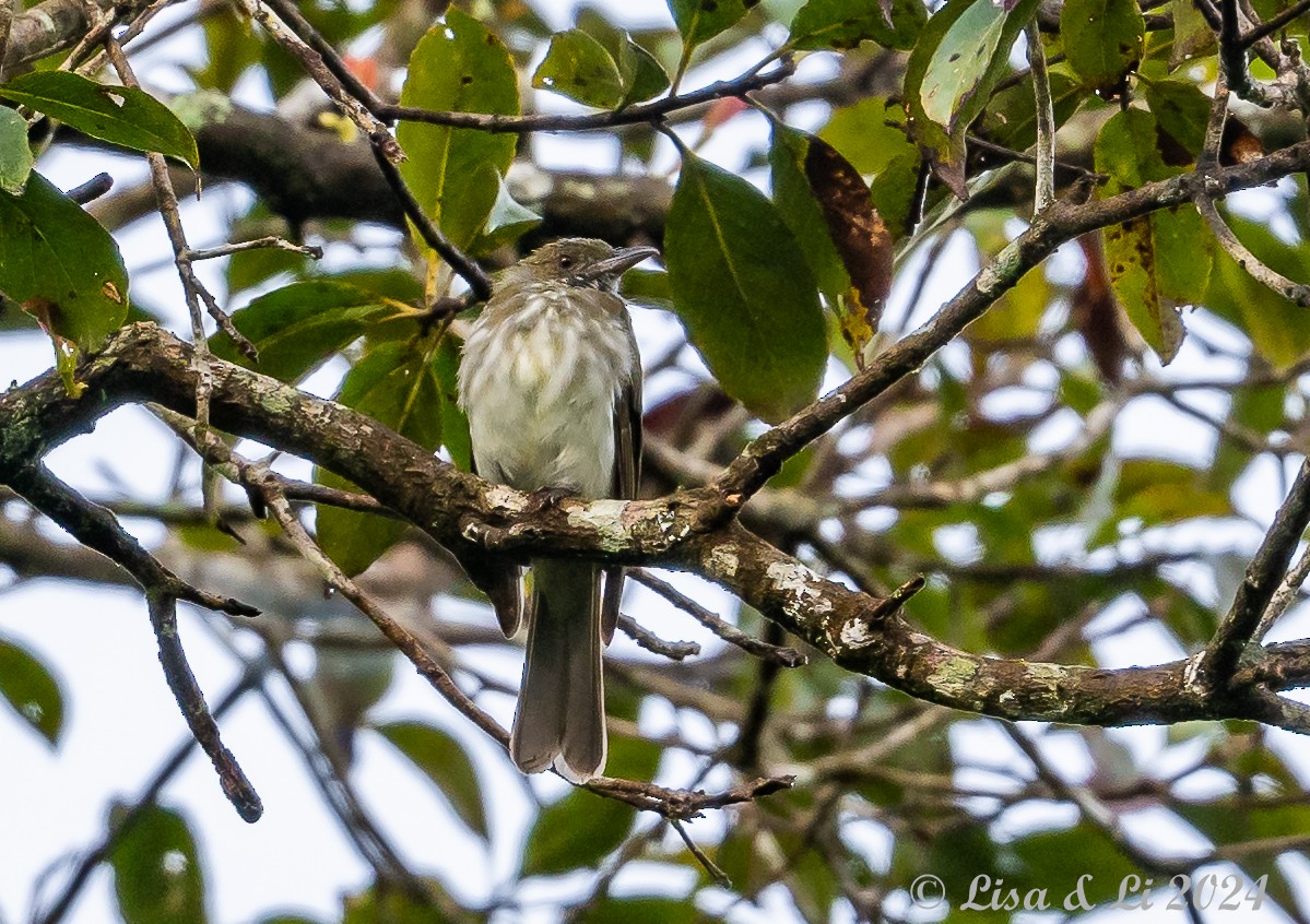 Streaked Bulbul - ML620479963