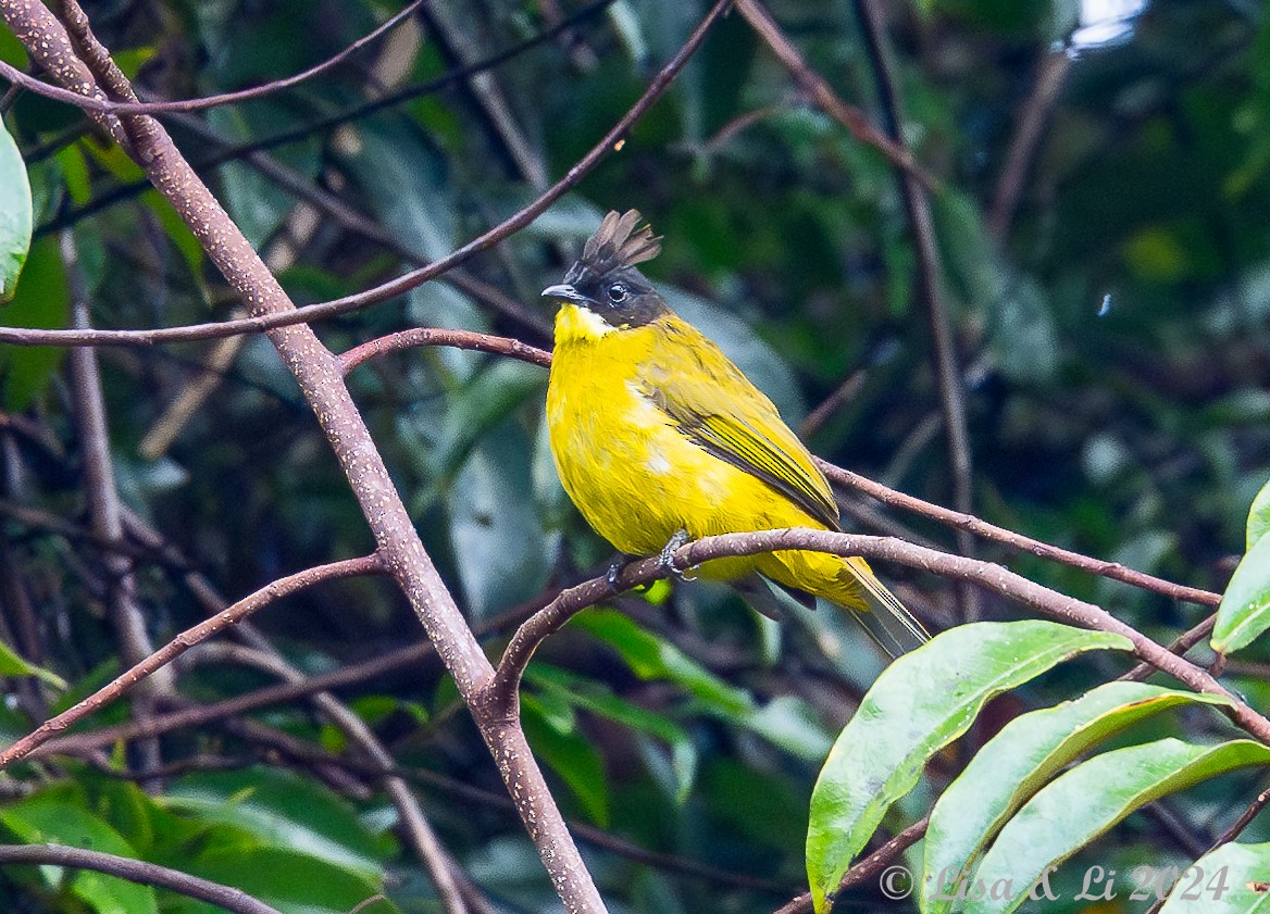 Bulbul de Borneo - ML620479970