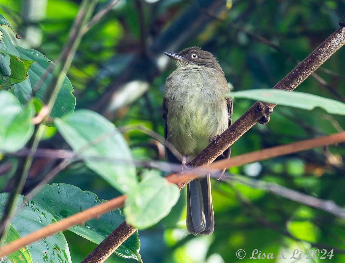 Cream-eyed Bulbul - ML620479971