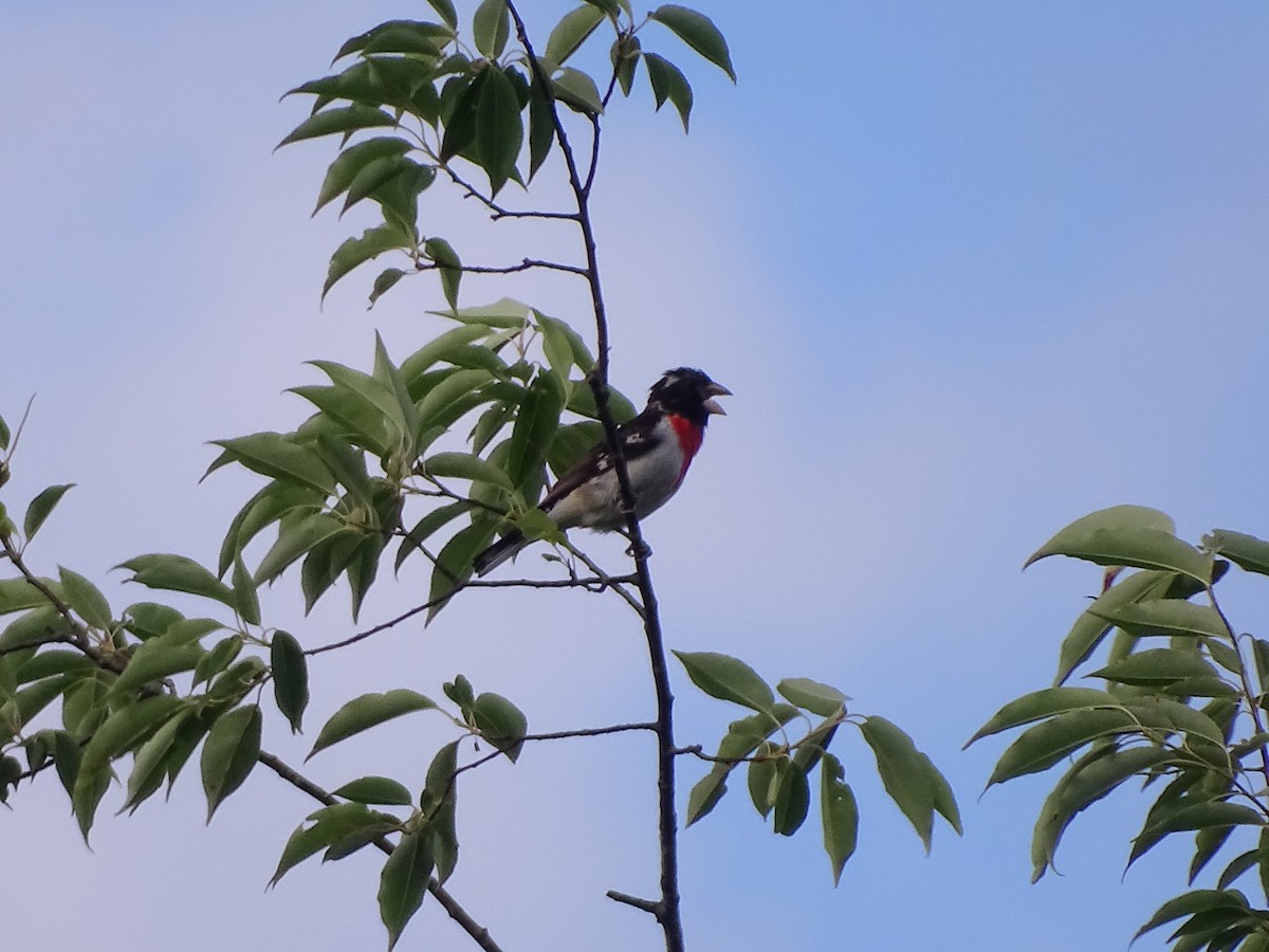 Rose-breasted Grosbeak - ML620479973