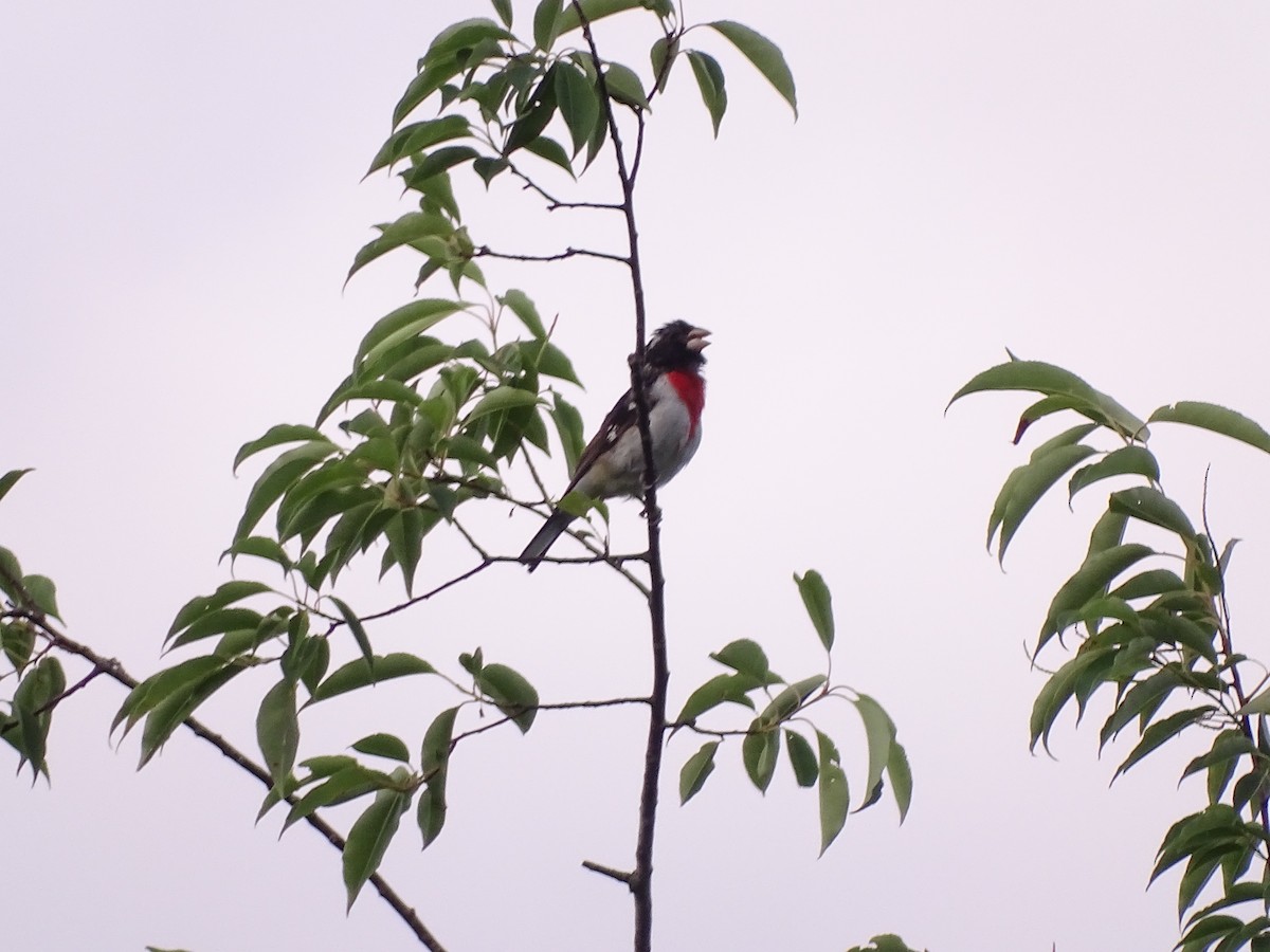 Rose-breasted Grosbeak - ML620479974