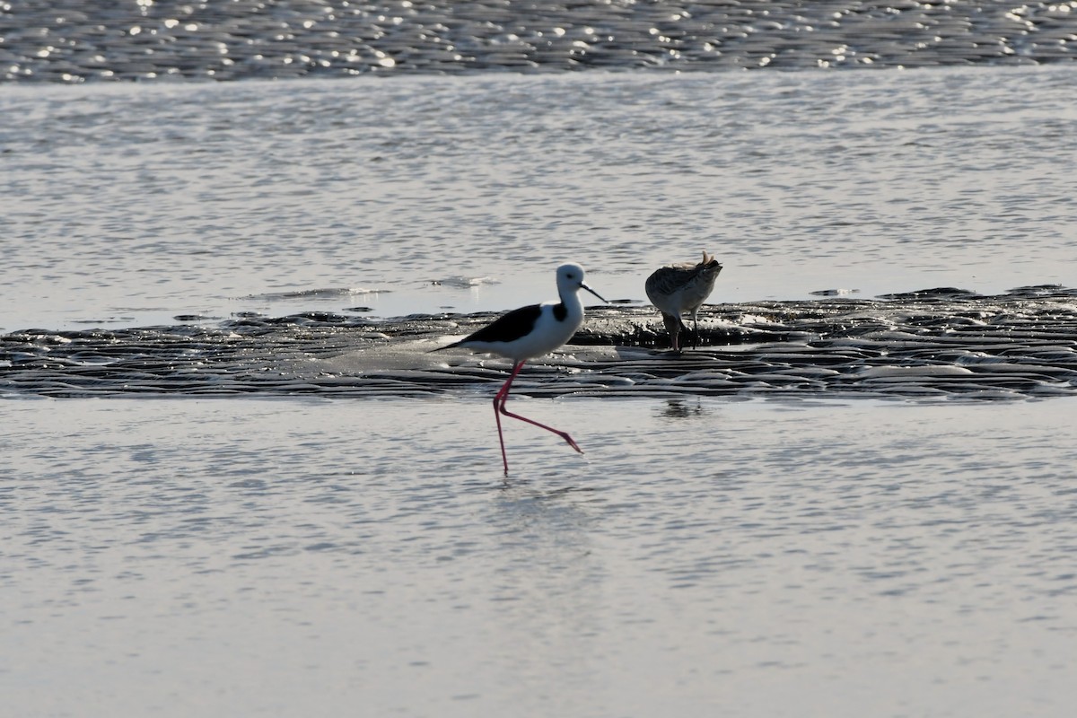 Pied Stilt - ML620479975