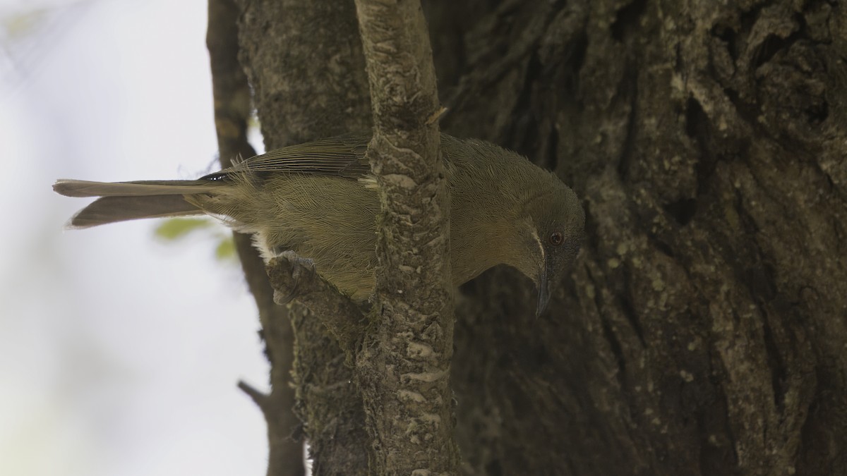 Gray Gerygone - ML620479979