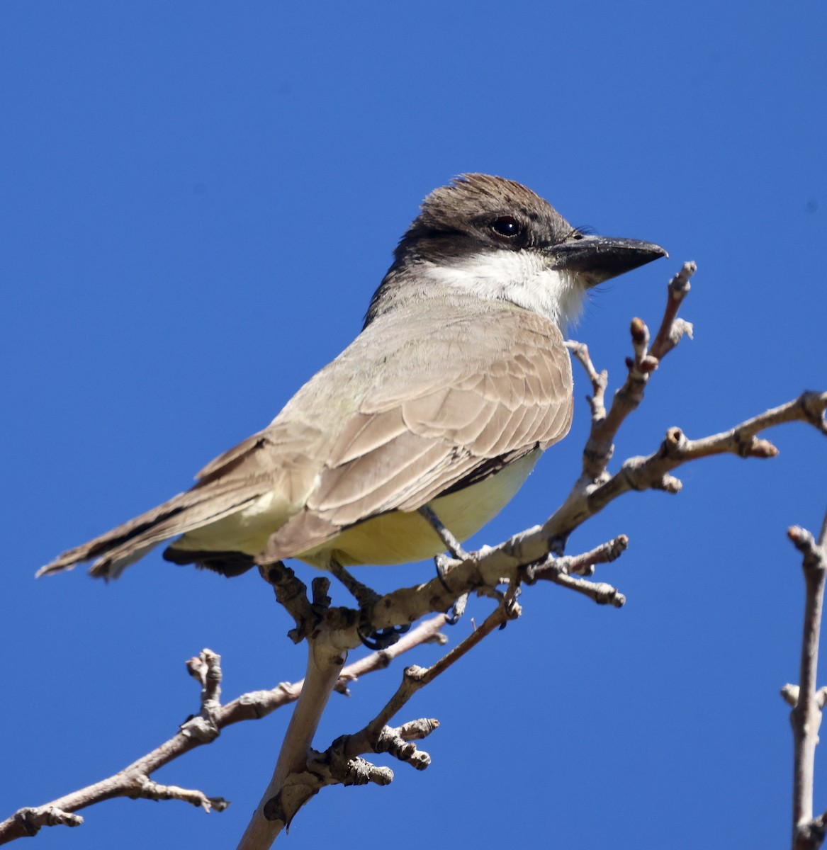 Dickschnabel-Königstyrann - ML620479981