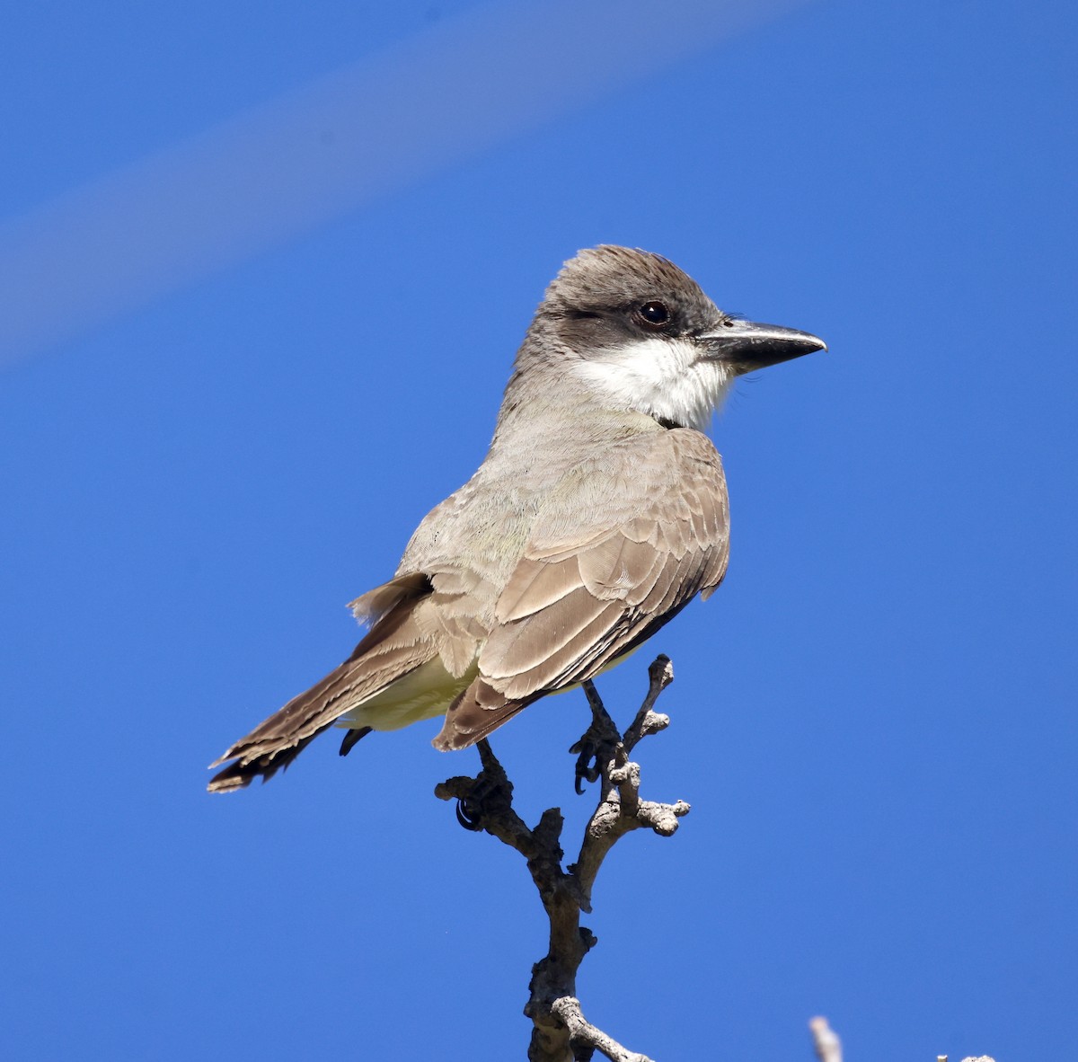 Dickschnabel-Königstyrann - ML620479991