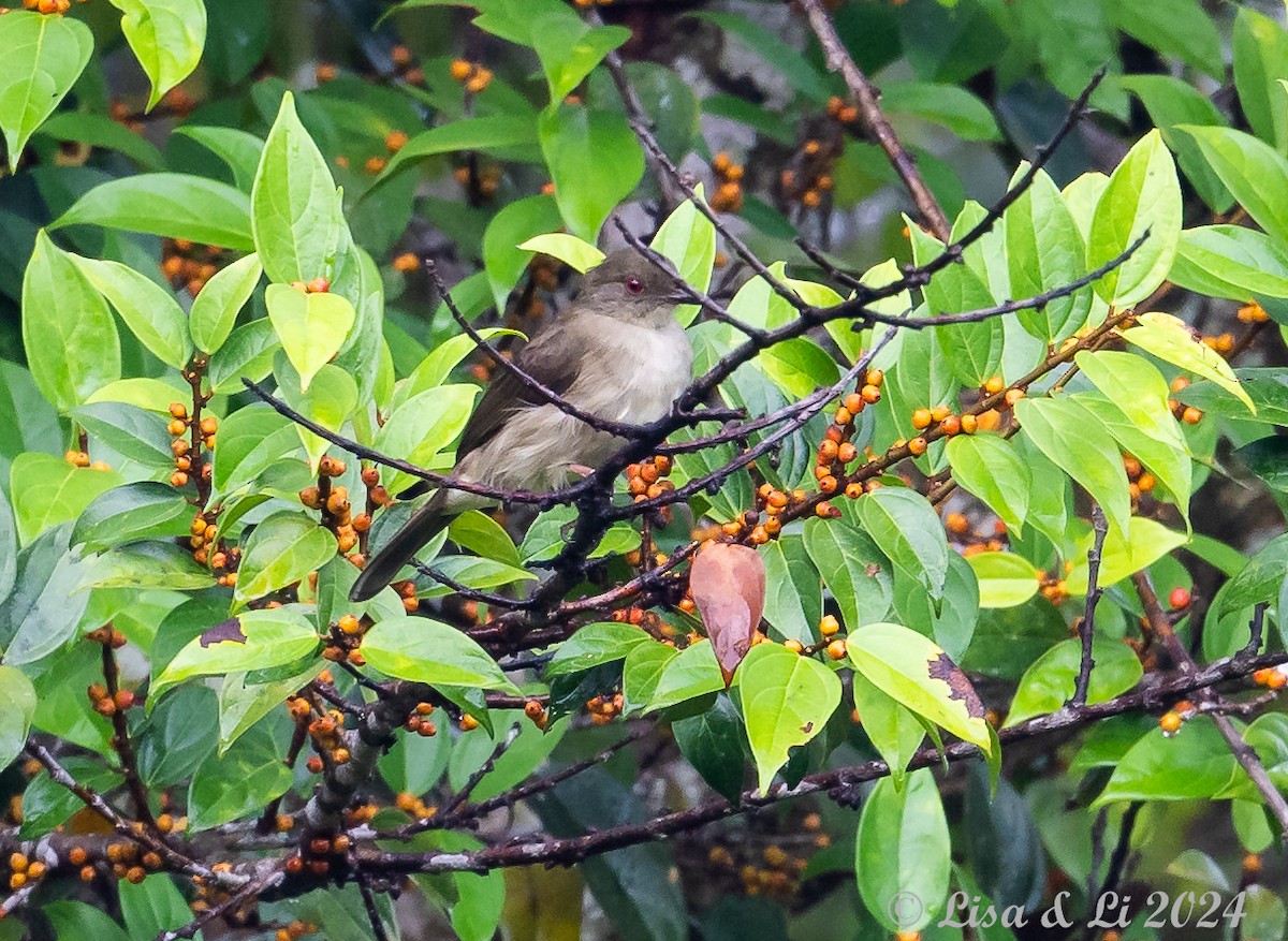 Cream-vented Bulbul - ML620479996