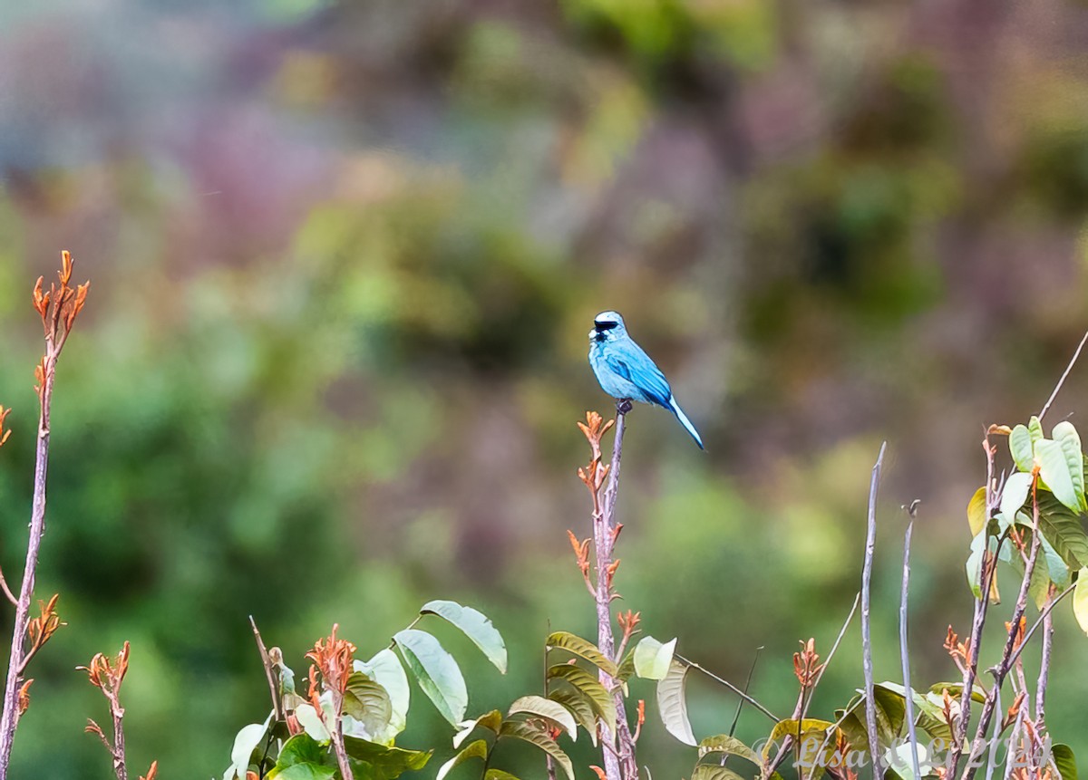 Verditer Flycatcher - Lisa & Li Li