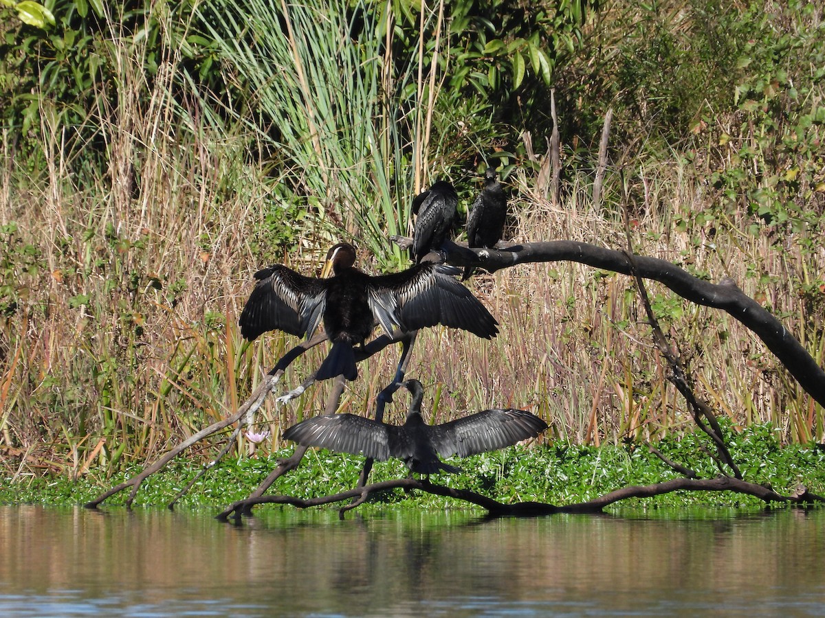 Australasian Darter - Cherri and Peter Gordon