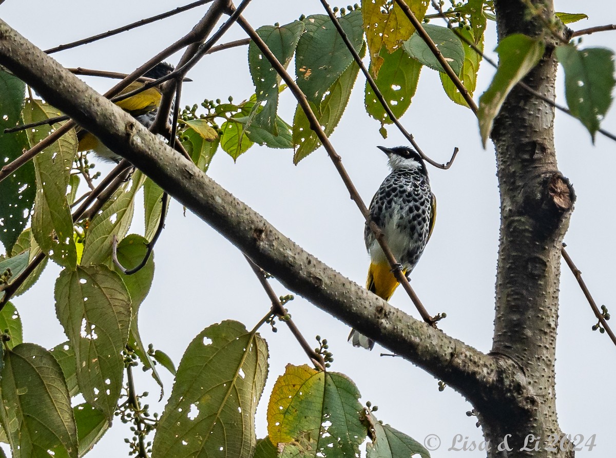 Scaly-breasted Bulbul - ML620480006