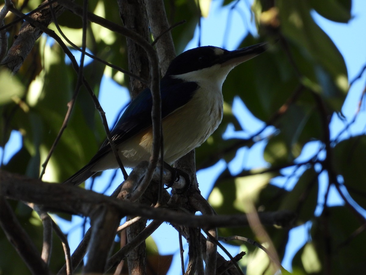 Forest Kingfisher - ML620480007