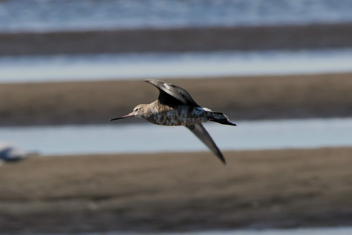 Hudsonian Godwit - ML620480008