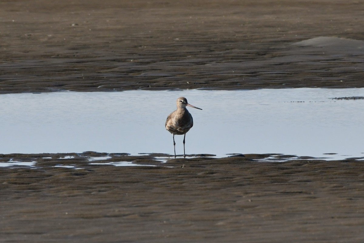 Hudsonian Godwit - ML620480009