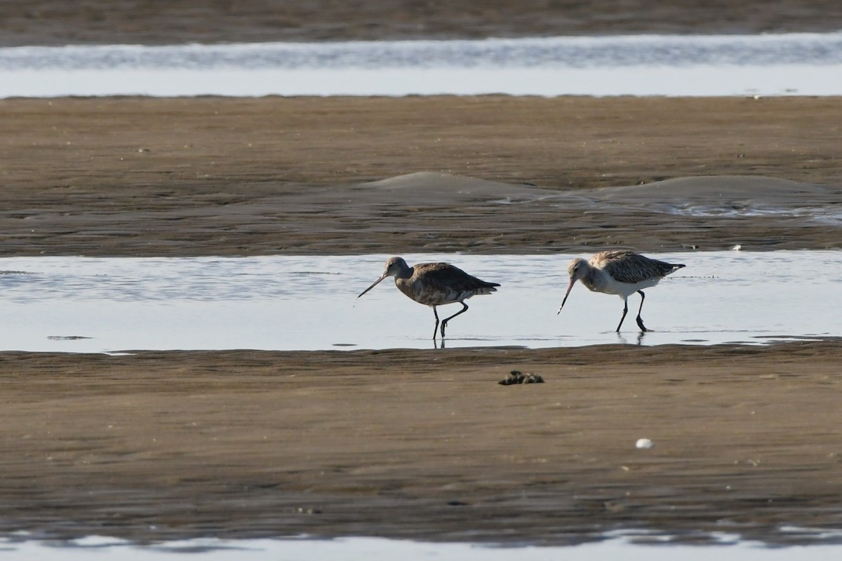 Hudsonian Godwit - ML620480011