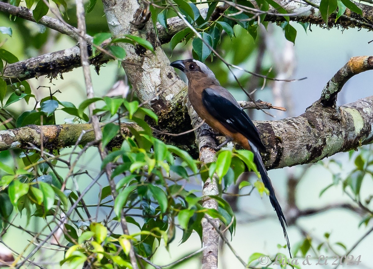 Bornean Treepie - ML620480013