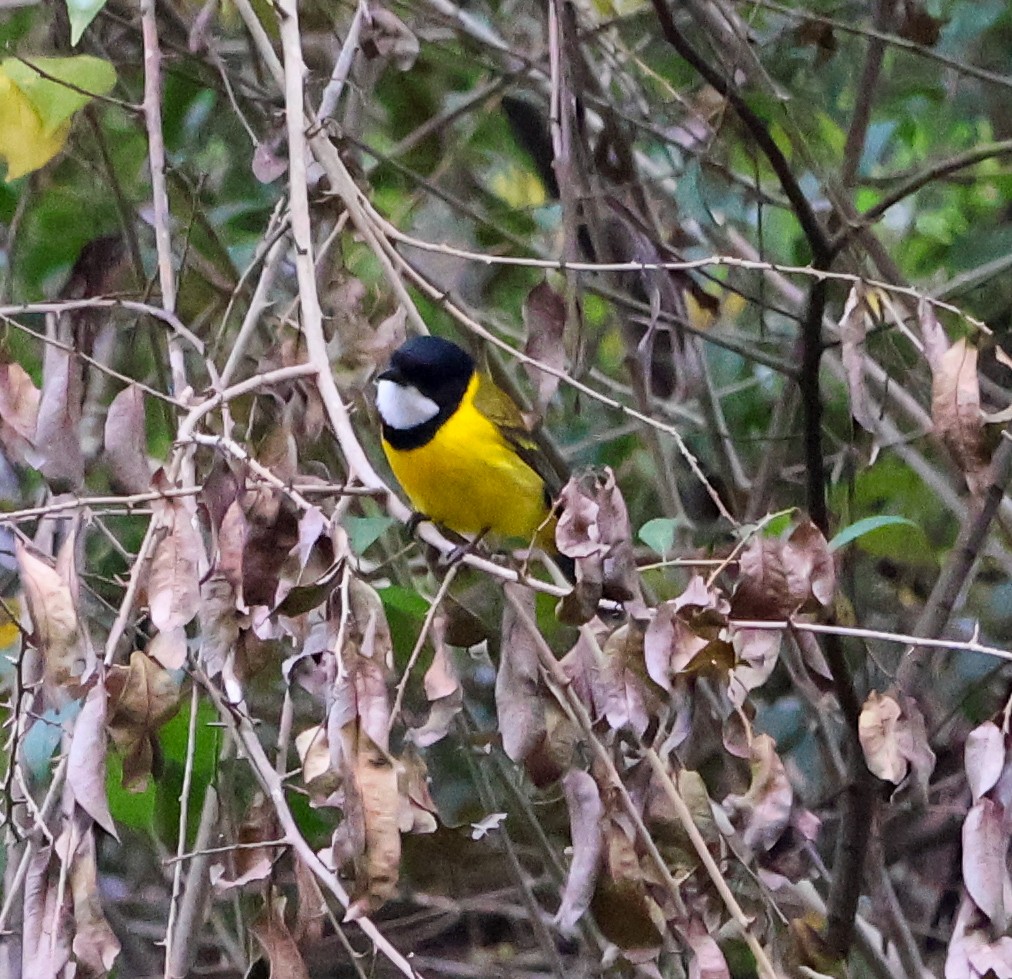 Golden Whistler - ML620480015