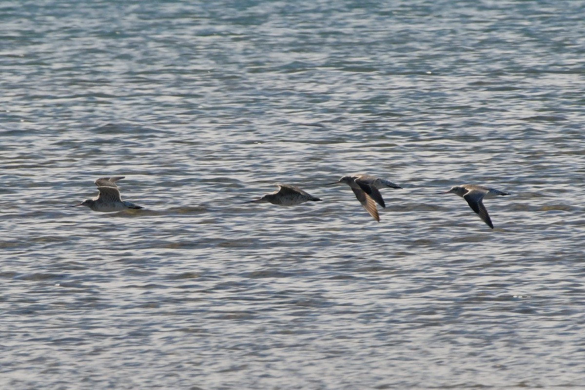 Bar-tailed Godwit (Siberian) - ML620480016