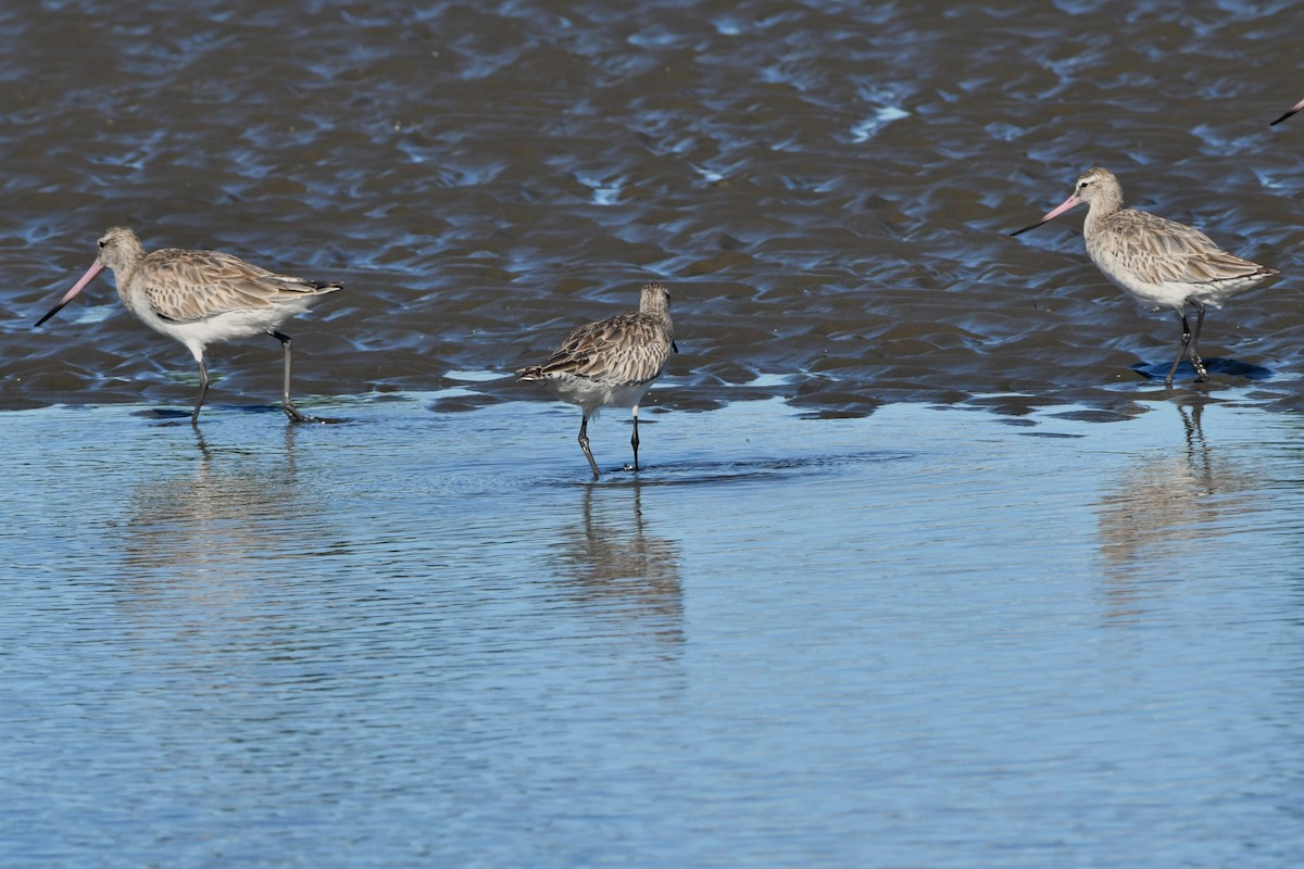 Bar-tailed Godwit (Siberian) - ML620480017